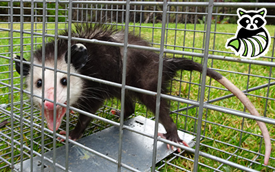 Steuben County trapping
